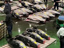 Fresh tuna ready for auction. You can only see this from the ticketed area on the 2nd floor.