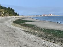 Walked along the beach looking for eagles in the trees