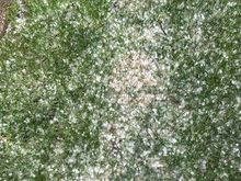 Plants procured. Planting said plants delayed by a mixture of hail, snow, and lightening. 