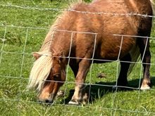 Shetland pony of course