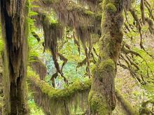 More moss, it's everywhere as you would expect