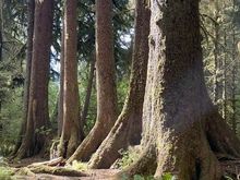 Ok, so this is interesting.  These five trees all grew out of a mother tree, probably hundreds of years ago.  The mother tree has completely wasted away but the "off spring" are standing tall and in line!