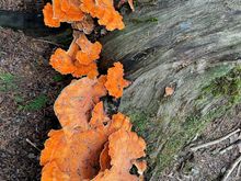 Our neighbors said this was called Chicken of the Woods.  It's edible and and can be used in cooking...we didn't!