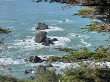 Looking out a Patrick's Point.  Can't see them, but there are about 10 gray seals down on the rocks. They are barking like dogs!