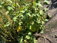 This is Burdock. this plant and cocklebur were the inspiration for the invention of velcro. Zoom in, it's sharp and nasty to try to remove from your clothes.