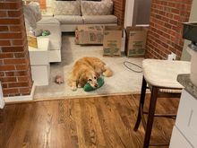 Lily in the sitting room off the kitchen. 