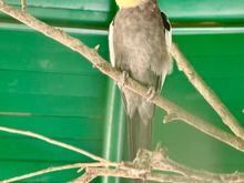 Cockatiel