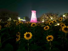 She insisted we visit this park now that it was dark. In the background is Cheomseongdae Observatory which is thought to have been built during the reign of Queen Seondeok (r. 632-647) of the Silla Dynasty for observation of the movements of heavenly bodies. It is the oldest astronomical observatory in Asia and is widely regarded as a precious cultural heritage that gives us a clear idea of the level of technological development of that time. 