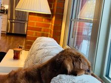 Molly watching it snow. 

Our ski area has had over five feet in the last four days, but the roads are terrible. Kate left for Bozeman at 1 pm today. We’re hoping for a safe trip. Always hard to time getting back and forth for Christmas break. 