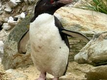 Adult Rockhopper. Love their eyebrows!