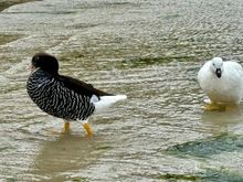 Kelp Geese (female on L, male on R)