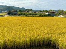 Rice field ready for harvest 