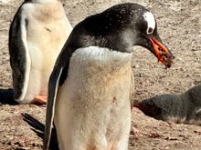 Adult Gentoo building a nest while its chick looks on.
