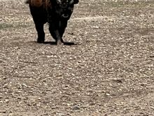 Don't pet the fluffy cows!