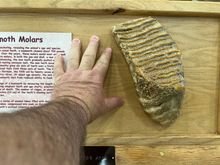 A mammoth molar. Talk about a tooth ache!!!