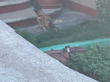 Complete with chicken, and really, what Mexican stay is not complete unless you have a chicken