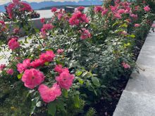 Beautiful roses by the pier