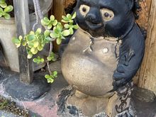 A tanuki