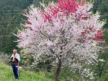 ...and more cherry blossoms