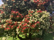 Penrhyn walled garden - there were several of these trees