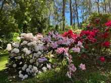 Colorful rhododendron!