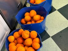 Last of the harvested blood oranges.