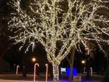 I wouldn't have the patience to install this many lights on a tree.