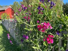 Sweet pea flowers 