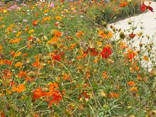 Lovely plantings 
