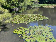 Water lilies and pond