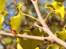 Redbud starting to bloom