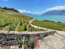 Descending into vineyards 
