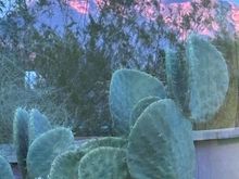 Thanksgiving sunset view from our yard. Photo by my wife. 