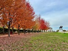 Line of trees in front of our Art Museum with King Louis IX on his horse (city named after him)