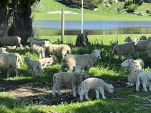 The sheep and . . . .