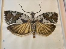 Ex de Medici studied with the CSIRO