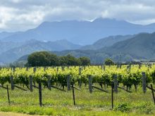 Vineyards at Allan Scott Winery