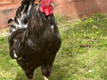 A second bird exclusive!!