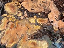 This is a cut tree stump along the path - not part of the gallery but it was such an unusual pattern that I thought it fit here!
