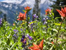 Red ones are called paintbrush