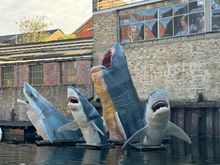 Watch out for the sharks