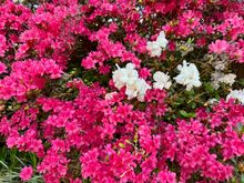 Pretty azaleas