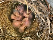 Five baby Bluebirds. !! Thank You dcd.! 