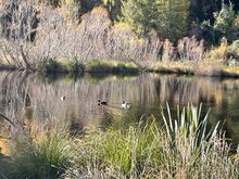 Grey,s dam Gabriel Gully Lawrence. The first place in NZ where gold was discovered 
