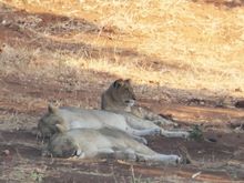 Early morning, a pride of 5 lions were sleeping under a tree across the river (3 shown)