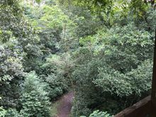 The footpath through the forest, seen from the observation tower.