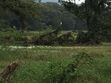 Bayou country, Honduras-style, with bird.