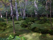 Moss can be so beautiful