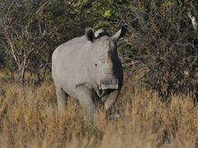 Wide or 'Wyd' an Afrikanns word for a wide mouth of the beast,is the reason for the corrupted name' White ' Rhino.Notice his flat wide muzzle.
