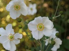 Windflower drifts 